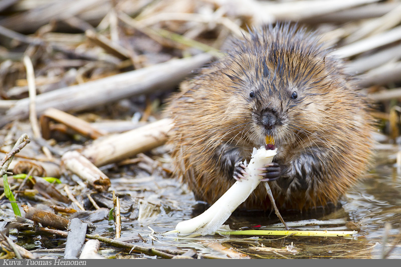 Profile picture for user fudgehog